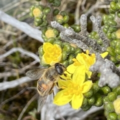 Eristalis tenax at Mount Clear, ACT - 19 Nov 2022