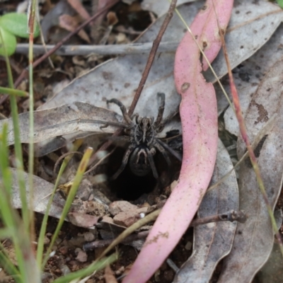 Tasmanicosa sp. (genus) (Unidentified Tasmanicosa wolf spider) at Cook, ACT - 18 Nov 2022 by Tammy