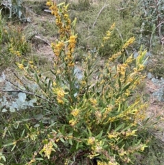 Daviesia mimosoides subsp. mimosoides at Booth, ACT - 18 Nov 2022 by JimL