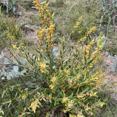 Daviesia mimosoides subsp. mimosoides at Booth, ACT - 19 Nov 2022 by JimL