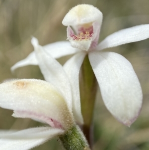 Caladenia alpina at Mount Clear, ACT - suppressed