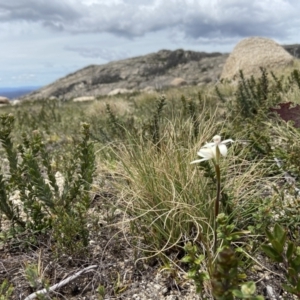 Caladenia alpina at Mount Clear, ACT - suppressed