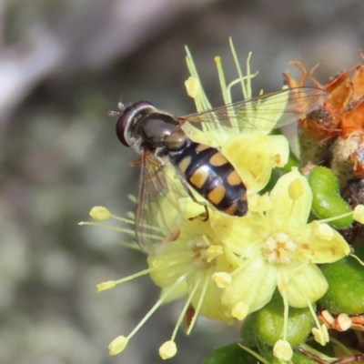 Melangyna viridiceps (Hover fly) at Namadgi National Park - 19 Nov 2022 by MatthewFrawley