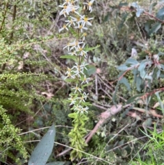 Olearia erubescens (Silky Daisybush) at Booth, ACT - 19 Nov 2022 by JimL