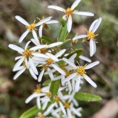 Olearia erubescens at Booth, ACT - 19 Nov 2022