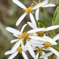 Olearia erubescens at Booth, ACT - 19 Nov 2022