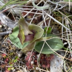 Chiloglottis valida (Large Bird Orchid) at Yaouk, NSW - 18 Nov 2022 by AJB