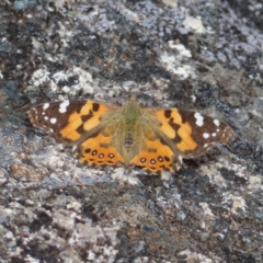 Vanessa kershawi (Australian Painted Lady) at Namadgi National Park - 19 Nov 2022 by MatthewFrawley