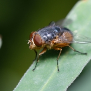 Calliphora augur at Downer, ACT - 19 Nov 2022