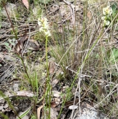 Stackhousia monogyna (Creamy Candles) at Booth, ACT - 19 Nov 2022 by JimL