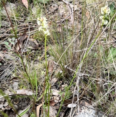 Stackhousia monogyna (Creamy Candles) at Booth, ACT - 18 Nov 2022 by JimL