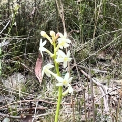 Stackhousia monogyna at Booth, ACT - 19 Nov 2022 09:53 AM