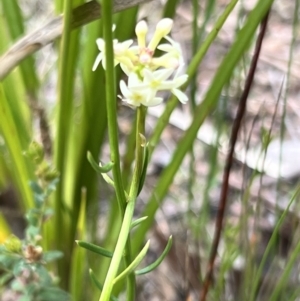 Stackhousia monogyna at Booth, ACT - 19 Nov 2022 09:53 AM