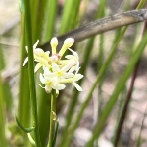 Stackhousia monogyna at Booth, ACT - 19 Nov 2022 09:53 AM