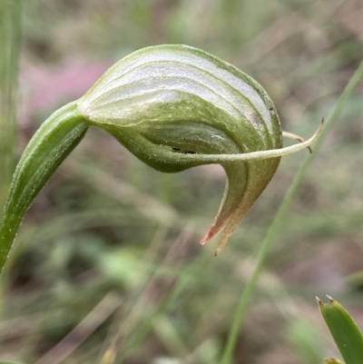Pterostylis nutans (Nodding Greenhood) at Yaouk, NSW - 19 Nov 2022 by AJB