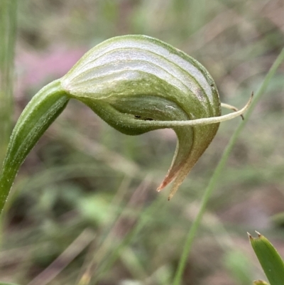 Pterostylis nutans (Nodding Greenhood) at Scabby Range Nature Reserve - 18 Nov 2022 by AJB