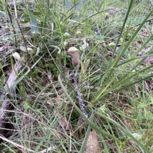 Pterostylis nutans at Yaouk, NSW - suppressed