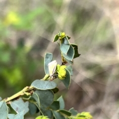 Philobota undescribed species near arabella (A concealer moth) at Namadgi National Park - 18 Nov 2022 by JimL