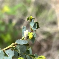 Philobota undescribed species near arabella (A concealer moth) at Booth, ACT - 19 Nov 2022 by JimL