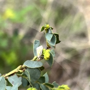 Philobota undescribed species near arabella at Booth, ACT - 19 Nov 2022 09:42 AM