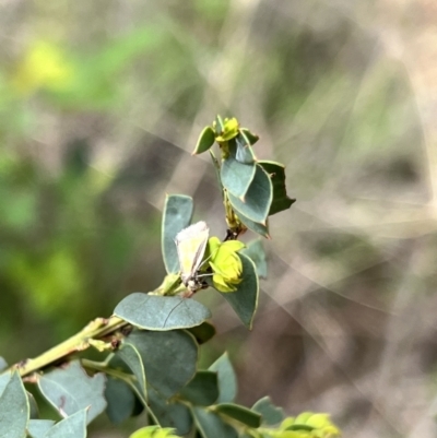 Philobota undescribed species near arabella (A concealer moth) at Namadgi National Park - 18 Nov 2022 by JimL