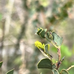 Philobota undescribed species near arabella at Booth, ACT - 19 Nov 2022