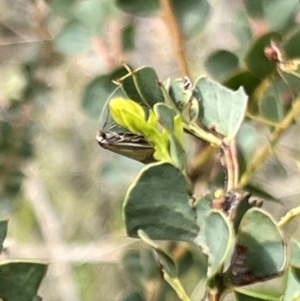 Philobota undescribed species near arabella at Booth, ACT - 19 Nov 2022