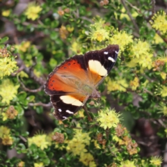 Vanessa itea (Yellow Admiral) at Namadgi National Park - 19 Nov 2022 by MatthewFrawley