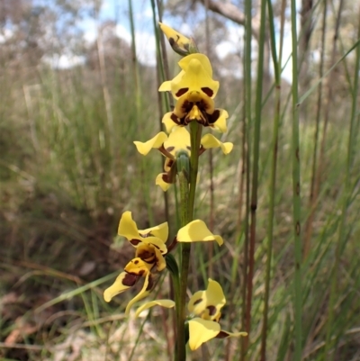 Diuris sulphurea (Tiger Orchid) at Mount Painter - 9 Nov 2022 by CathB