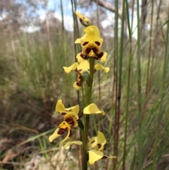 Diuris sulphurea (Tiger Orchid) at Mount Painter - 9 Nov 2022 by CathB