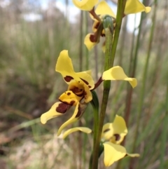 Diuris sulphurea at Cook, ACT - 9 Nov 2022