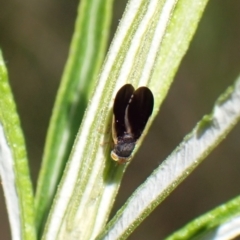 Hyalopeza schneiderae (A fruit fly) at Aranda, ACT - 17 Nov 2022 by CathB