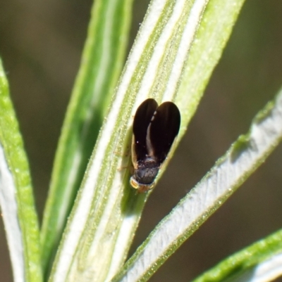 Hyalopeza schneiderae (A fruit fly) at Aranda Bushland - 17 Nov 2022 by CathB