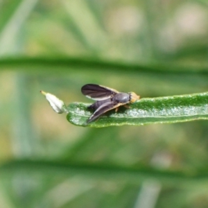 Hyalopeza schneiderae at Aranda, ACT - 17 Nov 2022 03:36 PM