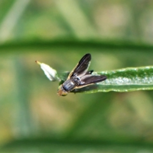 Hyalopeza schneiderae at Aranda, ACT - 17 Nov 2022 03:36 PM