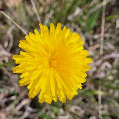 Hypochaeris radicata (Cat's Ear, Flatweed) at Cooma Grasslands Reserves - 18 Nov 2022 by trevorpreston