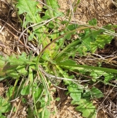 Hypochaeris radicata at Cooma, NSW - 19 Nov 2022