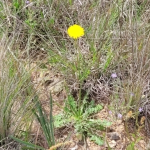 Hypochaeris radicata at Cooma, NSW - 19 Nov 2022