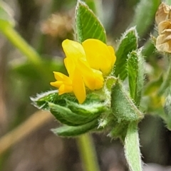 Medicago minima (Woolly Burr Medic) at Cooma Grasslands Reserves - 19 Nov 2022 by trevorpreston