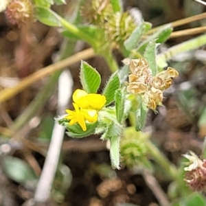 Medicago minima at Cooma, NSW - 19 Nov 2022 10:56 AM