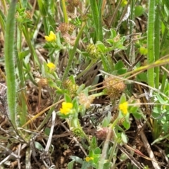 Medicago minima at Cooma, NSW - 19 Nov 2022 10:56 AM