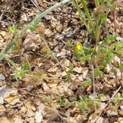 Medicago minima at Cooma, NSW - 19 Nov 2022 10:56 AM