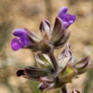 Salvia verbenaca var. verbenaca at Cooma, NSW - 19 Nov 2022