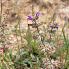 Salvia verbenaca var. verbenaca at Cooma, NSW - 19 Nov 2022