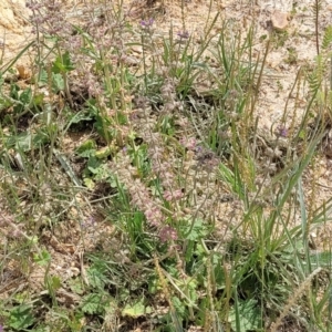 Salvia verbenaca var. verbenaca at Cooma, NSW - 19 Nov 2022