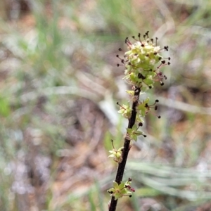 Acaena (genus) at Cooma, NSW - 19 Nov 2022 10:54 AM