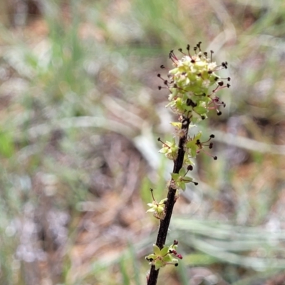 Acaena (genus) (A Sheep's Burr) at Cooma, NSW - 19 Nov 2022 by trevorpreston