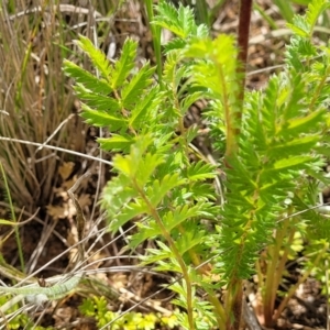 Acaena (genus) at Cooma, NSW - 19 Nov 2022 10:54 AM