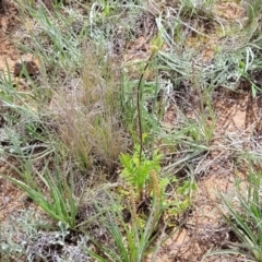 Acaena (genus) at Cooma, NSW - 19 Nov 2022 10:54 AM