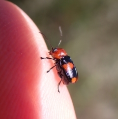 Aporocera (Aporocera) jocosa (Leaf beetle) at Aranda Bushland - 16 Nov 2022 by CathB